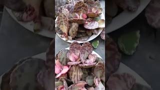 Kalanchoe humilis zebra plant cactus succulent shorts shortvideo viral [upl. by Sedda]