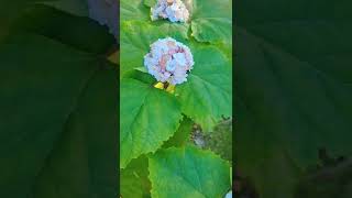 hydrangea flower whitehydrangea happydays nature godscreature [upl. by Sowell]