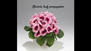 How to propagate gloxinia from leaf cutting Part1 [upl. by Damalis837]