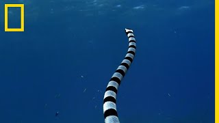 Le cobra de mer lun des serpents les plus dangereux du monde [upl. by Nnayelhsa793]