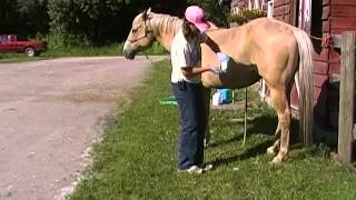 Sheath cleaning tips on horses [upl. by Aicen721]