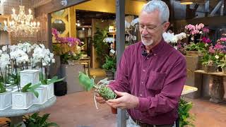 How to Repot Your Phalaenopsis Orchids with Steve Hampson [upl. by Artinek]