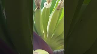 Baby banana pisang awak fruit plants [upl. by Arodaeht72]