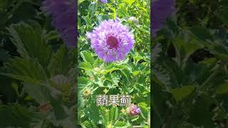 夏季の玫瑰園 Ep4：藍冠菊盛開｜有蘋果的香氣｜植株強健｜又稱蘋果薊｜Brazilian Buttonflower｜Centratherum punctatum [upl. by Walworth]