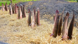 Amazing Thailand Straw Fire Grilled Giant Fish  Thai Street Food [upl. by Monika]