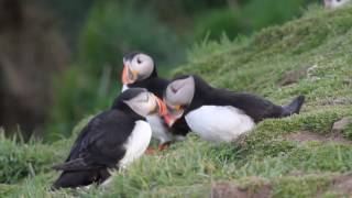 Puffin pair quotbillingquot [upl. by Sema]