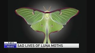 The fleeting lives of luna moths [upl. by Zeus]