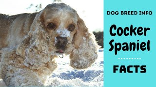 American Cocker Spaniel dog breed All breed characteristics and facts about Cocker Spaniel dogs [upl. by Placia508]