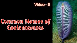 Common Names of Coelenterates UPTGT Biology PGT Zoology amp For All Examination Video5 [upl. by Appel]