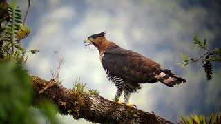 Ornate Hawkeagle Spizaetus ornatus in Continental Divide Road Bocas del Toro Panama [upl. by Annaes]