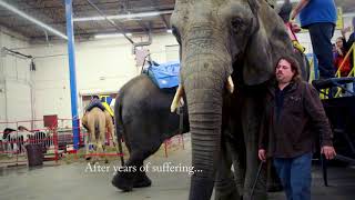 The Fight for Elephants Freedom Help Save Minnie [upl. by Aisaim665]