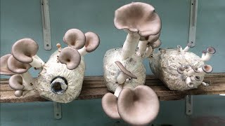 Grow abalone mushrooms yourself at home  harvest mushrooms after 9 days of growing [upl. by Nerita]