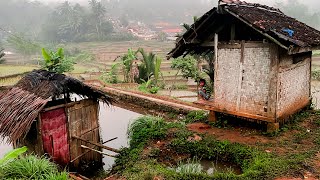 Udara Segar Pedesaan di Pagi Hari Saat Kabut Turun Suara Kokok Ayam amp Kicauan Burung di Tasikmalaya [upl. by Boniface]