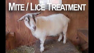 Chemical free mite  lice treatment for the goats [upl. by Alysia]