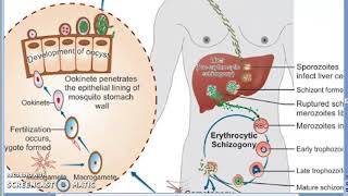 Parasitology 075 e Plasmodium Malaria Liver Schizogony Schizont RBC human trophozoite erypthrocyte [upl. by Ellicul]