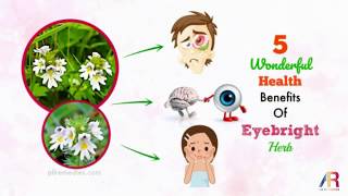 5 Amazing Health Benefits Of Eyebright Herb [upl. by Cadmar528]