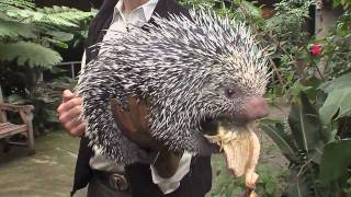 Holding a Porcupine  Cincinnati Zoo [upl. by Bracci997]