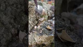 The best clips short with lead pouring into a longdead snail shell on the rock  full beautifull [upl. by Aicilet]