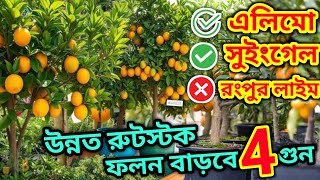 উন্নত রুটস্টকে 10টি সেরা জাত পাবেন অনলাইনে। এই প্রথম comfatable Rootstock এ সেরা 10 Citrus varieties [upl. by Anelram]