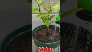 gardening lemontree diy limetree plants banana garden lemontreefromcutting [upl. by Eihctir]