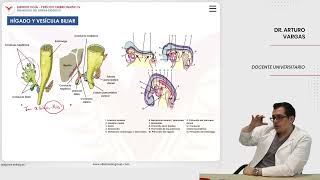 Embriología Desarrollo del sistema digestivo Hígado y vesícula biliar [upl. by Cogn]