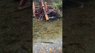 Kokanee salmon in newly restored Anderson Creek 2021 [upl. by Llerrat488]