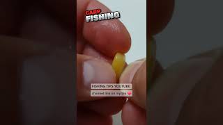 Effective and Practical Method for Carp Fishing  Fishing Tips fishing carpfishing [upl. by Childs]