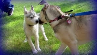 Husky Puppy Memphis and Sadie Playing in the Water [upl. by Ennairol]