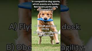 In competitive dog sports which events are Golden Retrievers particularly successful in [upl. by Ettenyar220]