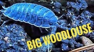 Big Woodlouse Isopod quotRollie Polliequot [upl. by Cocks86]