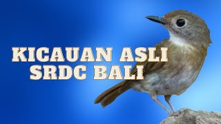 SUARA KICAUAN ASLI SRDC BALI COCOK BUAT MASTERAN ATAU PANCINGAN SRDC BARU BELAJAR BUNYI [upl. by Eicarg]