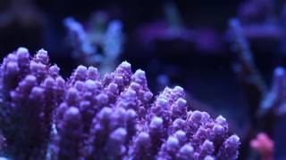 Millepora Acropora Coral [upl. by Ahseek58]