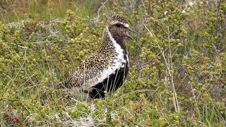 Golden Plover Calling [upl. by Leilamag]