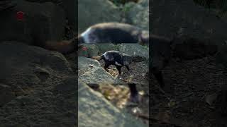 Real Tasmanian Devil Sounds  High Quality  Interesting Tasmanian Devil Sound Experience shorts [upl. by Annahoj]