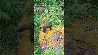 AMAZING NEWS Pine marten kits have been born in the Forest of Dean [upl. by Arawaj429]