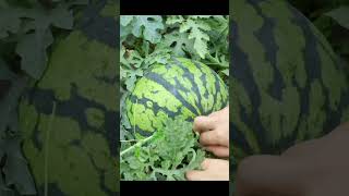 Water melon harvesting agriculture friut farm trending farmfresh viral shorts [upl. by Ettebab]