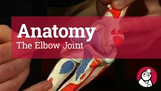 Anatomy The Elbow Joint [upl. by Eenafets]