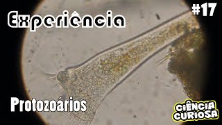 Experimento Microscopia Protozoários [upl. by Kilan]