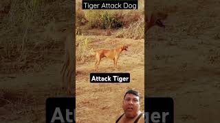 Tiger Attack Dog 💯💯 shorts tiger 4yaar [upl. by Aisayt]