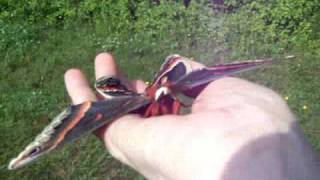 Releasing the Male Cecropia Moth [upl. by Enneirb]