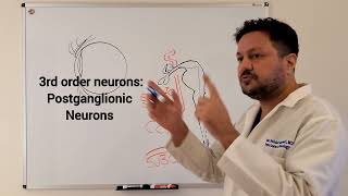 Horners Syndrome 1  Neuroanatomy [upl. by Ruelle]