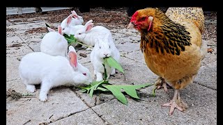 My Pet New Zealand White Bunny Rabbits 6 months old Hanging Out with Backyard Easter Egger Chickens [upl. by Dunlavy179]