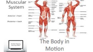 PDHPE preliminary  The Body In Motion  Muscular System [upl. by Androw]