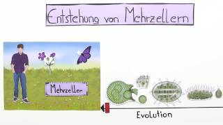 ENTSTEHUNG VON MEHRZELLERN  Biologie  Evolutionsbiologie [upl. by Noyek]