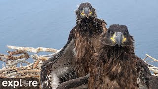 West End Bald Eagle Cam powered by EXPLOREorg [upl. by Arahset]