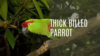 Thick Billed Parrot Rhynchopsitta Pachyrhyncha [upl. by Drescher]