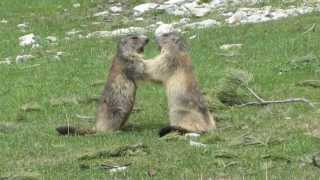 Combat de marmottes [upl. by Tjaden228]