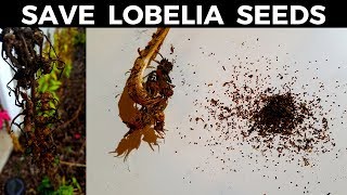 How to Save Cardinal Flower amp Lobelia Seeds [upl. by Gnouv89]