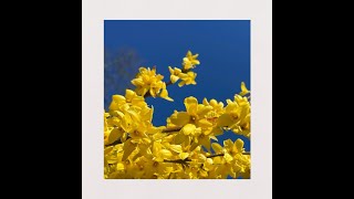 Forsythia pleureur Poisson Solo [upl. by Wollis]