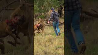 Man Rescues Dog From Fierce Kangaroo [upl. by Eittak846]